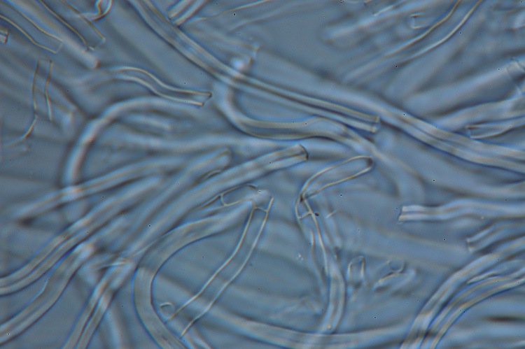 Ritrovamento n 5 del 26-11-2011 (Irpex lacteus)